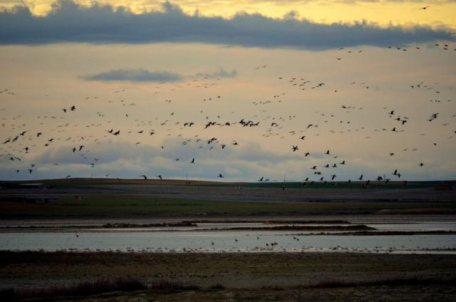 Lagunas de Villafáfila (Zamora)