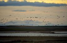 Lagoons of Villafáfila (Zamora)